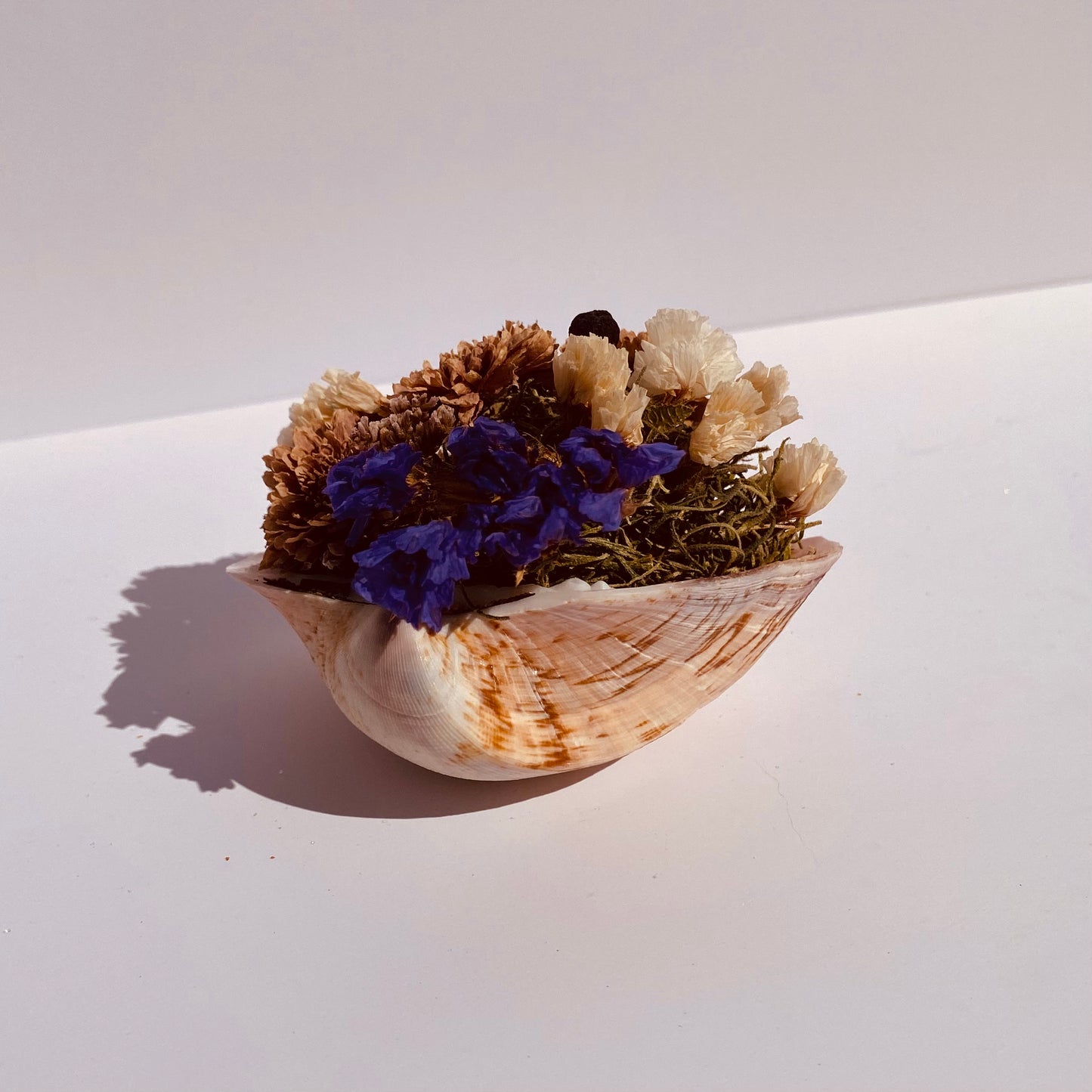 Lavender Dried Flower Sea Shell